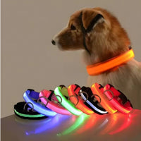 🐶💡 Collar LED Ajustable – SafeGlow Pet™ 🏅✨