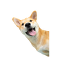 Ícono
